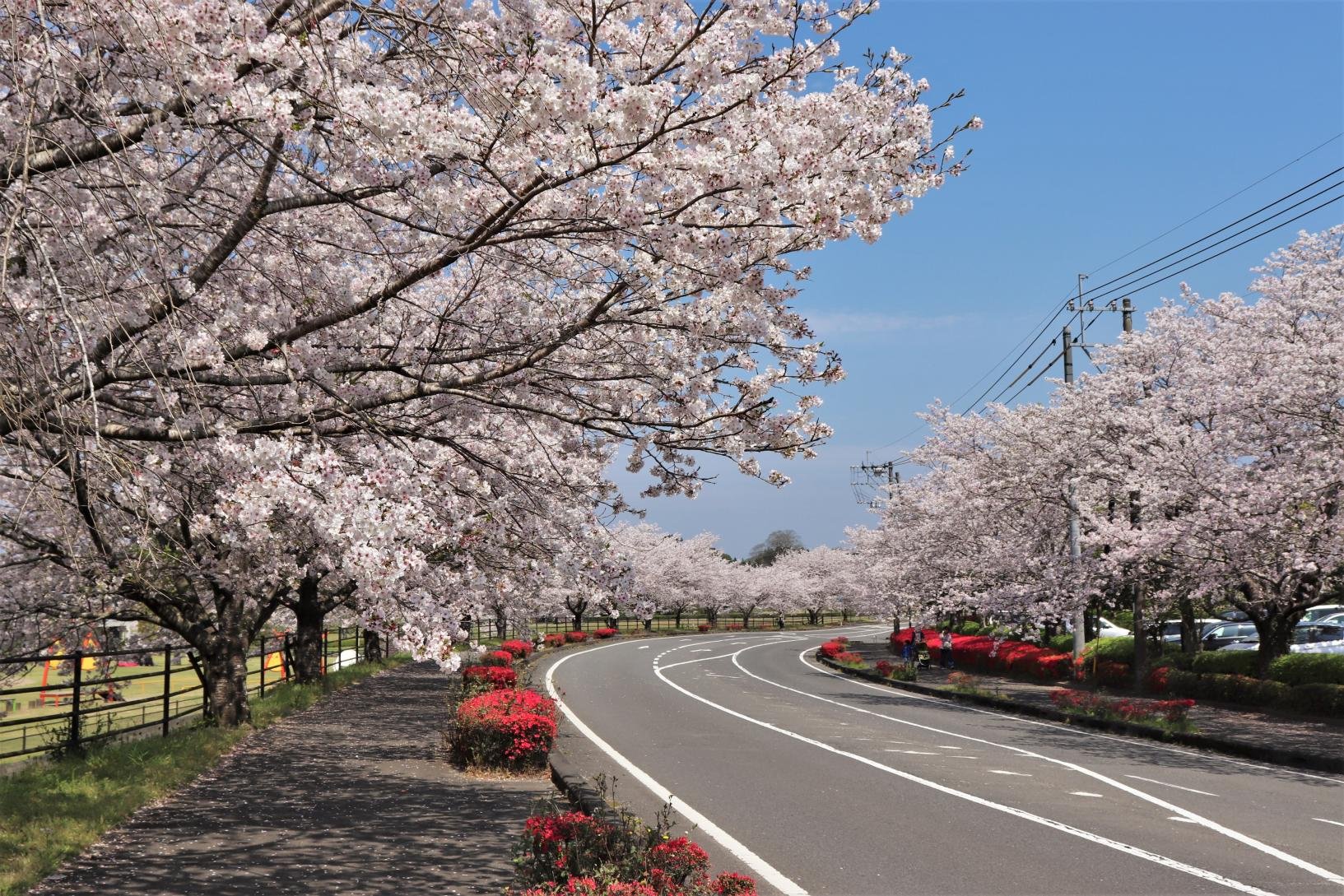 🏞️ 간논이케 공원(칸논이케 코우엔) 이미지 6